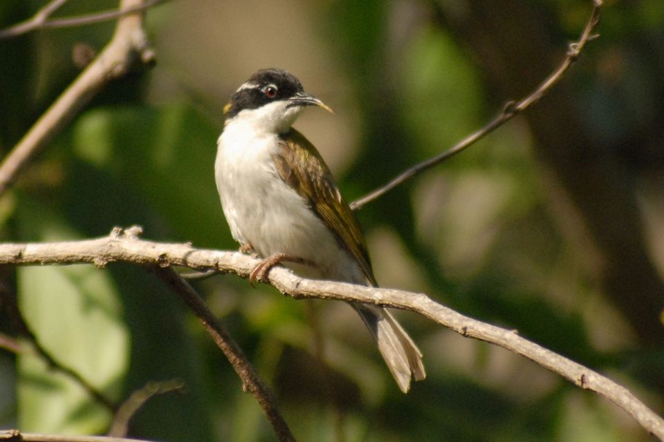 White-throated Honeyeater (Melithreptus albogularis)